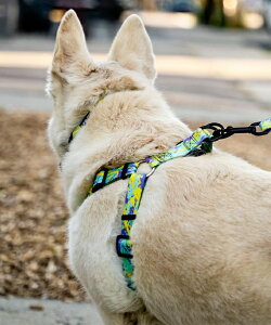 WOLFGANG EtMO p n[lX ModernCanvas Harness MTCY ^p ^p  _LoX O[n WH-002-103