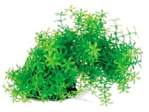 Spectrum XyNguYWp eg tLVuvg FP-1