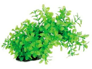 Spectrum XyNguYWp eg tLVuvg FP-2