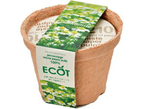 SEISHIN V| GD-41009 GRbg(S)J~[