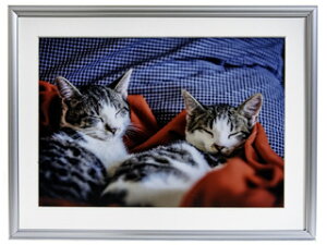 FUJICOLOR tWJ[ A15(Vo[) A~z Ch6