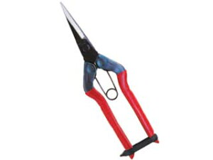 CHIKAMASA ߐ {E|p@@T|550