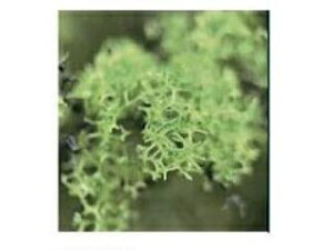 KATO Jg[ ؂̗t (킩݂ǂ) 24-426