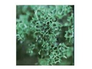 KATO Jg[ ؂̗t [(ӂ݂ǂ) 24-428