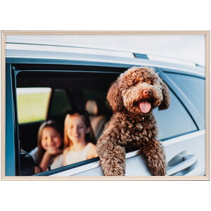 Kenko �P���R�[ AAG-A3-NA �i�`������ Amineo grande A3 �A�~�l�I�E�O�����f