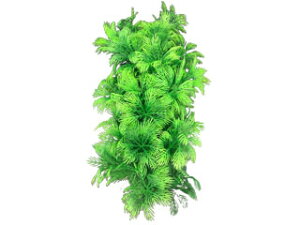 Spectrum XyNguYWp eg tLVuvg FP-4