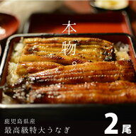 【7/4 20時~ 5%OFFクーポン！】最高級うなぎ 特大2尾 うなぎ 鰻 国産 国産うなぎ 内祝 鹿児島県産 お取り…