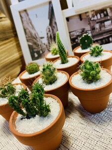 サボテン 砂の人気商品 通販 価格比較 価格 Com