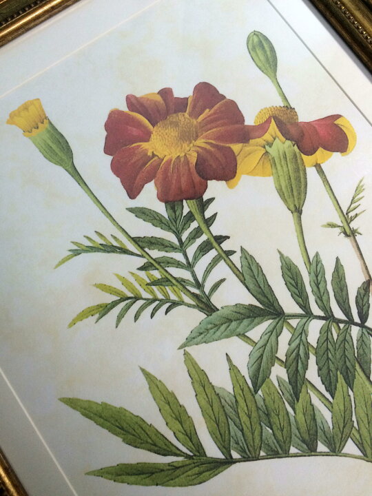 楽天市場】Pealimo インテリア 絵画 植物 ピエール ジョゼフ 
