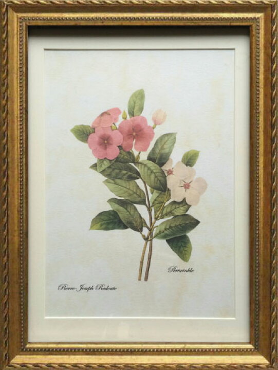 楽天市場 Pealimo インテリア 絵画 植物 ピエール ジョゼフ ルドゥーテ Periwinkle Mサイズ 3サイズシリーズ 34cm 約25cm 花額絵 額装品 複製版 Pierre Joseph Redoute ボタニカルアート 植物画 花 額縁 花絵 フレーム ルデューテ 額入り ポスター おしゃれ 工芸品