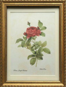 Pealimo CeA G A o KN sG[ W[t hD[e wred rosexMTCY 3TCYV[Y 34cm×25cmԊzG zi Pierre Joseph Redoute {^jJA[g A  z t[ 