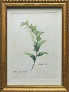 Pealimo CeA G A sG[ W[t hD[e MTCY 3TCYV[Y wsolomon's sealx34cm×25cm ԊzG zi Pierre Joseph Redoute {^jJA[g A  z ԊG t[ 