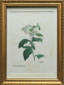 Pealimo CeA G A sG[ W[t hD[e MTCY 3TCYV[Y wheliotropex34cm×25cmԊzG zi Pierre Joseph Redoute {^jJA[g A  z t[ f[