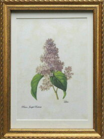 Pealimo インテリア 絵画 植物 ピエール ジョゼフ ルドゥーテ Mサイズ『Lilac』花額絵 額装品 Pierre Joseph Redoute 花 額縁 レトロ 花絵 フレーム ボタニカルアート ルデューテ インテリア 額入り ポスター おしゃれ オシャレ 工芸品 クラフト