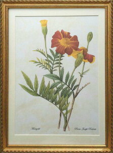 Pealimo CeA G A sG[ W[t hD[e wMarigoldxLTCY {^jJA[g 3TCYV[Y 46cm×33cm G zi A  z g ԊG t[ f[e z