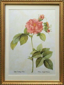 Pealimo インテリア 絵画 植物 バラ 薔薇 ピエール ジョゼフ ルドゥーテ 『Little Cabbage Rose』Lサイズ ボタニカルアート 3サイズシリーズ 46cm×33cm花 絵 額装品 植物画 花 額縁 レトロ 花絵 フレーム ルデューテ 額入り ポスター おしゃれ 工芸品 クラフト