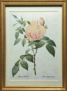 Pealimo CeA G A o KN sG[ W[t hD[e LTCY wFragrant Tea Rosex{^jJA[g 3TCYV[Y 46cm×33cm G zi A  z g ԊG t[ 