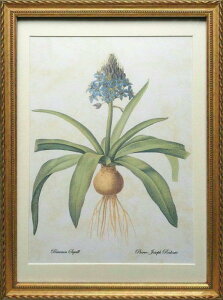 Pealimo CeA G A sG[ W[t hD[e LTCY {^jJA[g 3TCYV[Y 46cm×33cmwPeruvian Squillx G ߊzi A  z g ԊG t[ 