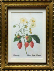 Pealimo インテリア 絵画 植物 ピエール ジョゼフ ルドゥーテ Sサイズ 3サイズシリーズ 22cm×17cm 『Strawberry』花 絵 おすすめ額装品 ボタニカルアート ルデューテ 額縁 花絵 フレーム 額入り ポスター おしゃれ 工芸品 クラフト
