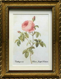 Pealimo インテリア 絵画 植物 バラ 薔薇 ピエール ジョゼフ ルドゥーテ 『Cabbage rose』Sサイズ ボタニカルアート 3サイズシリーズ 22cm×17cm 花 絵 額装品 植物画 額縁 花絵 フレーム　ルデューテ 額入り ポスター おしゃれ 工芸品 クラフト