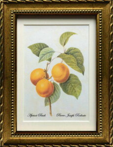 Pealimo CeA G A sG[ W[t hD[e STCY 3TCYV[Y wApricot Peachx22cm×17cm  G zi {^jJA[g A z ԊG t[ f[e z |X