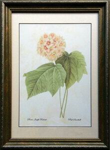 pealimo ErisiGXjV[Y CeA G A sG[ W[t hD[e {^jJA[g A G wPink Snowballx42cm×31cmԊzG zi Pierre Joseph Redoute A  z g 