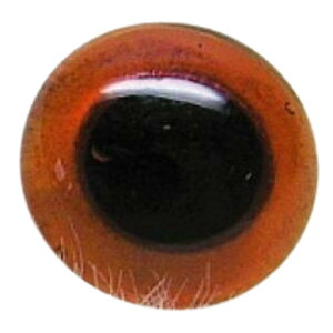 KXAC Ao[ 16mm ʂ ޗ  f efBxA ޗ  Aj}