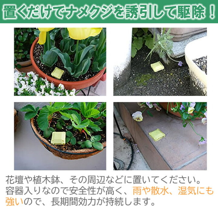 楽天市場 あす楽 置くだけ簡単 ナメクジ駆除剤 容器タイプ ナメクジカダン 1小箱 8個入 花壇 台所 玄関 なめくじ 駆除 殺虫剤 虫退治楽天市場店