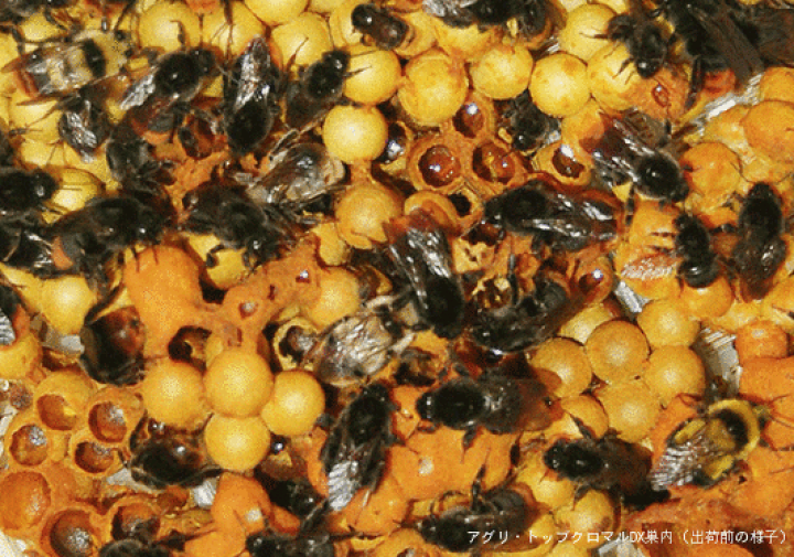 楽天市場】アグリ・トップクロマルDX : Entomological meister むし工房