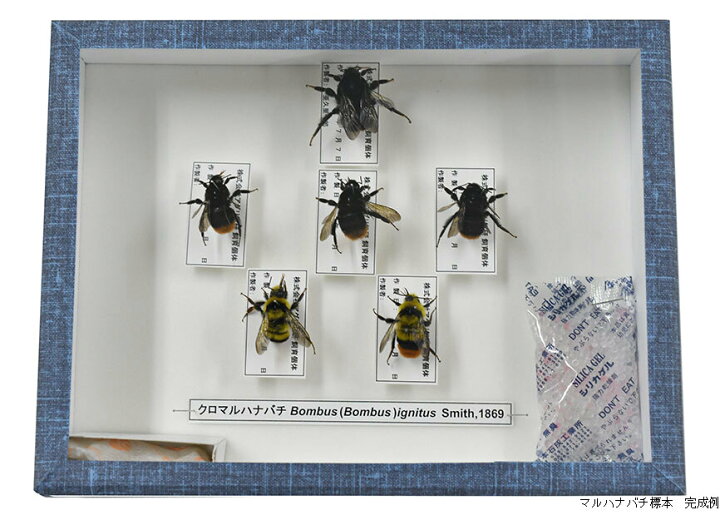 楽天市場 クロマルハナバチ標本作製キット Entomological Meister むし工房
