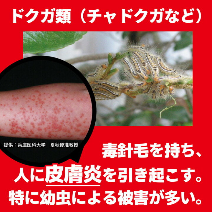 楽天市場 チャドクガ駆除 チャドクガ 毒針毛固着剤 180ml 固めるスプレー 業務用 金鳥 茶毒蛾 防除剤 Kincho キンチョー 7月 お買い物マラソン ポイント 2倍 消費 消化 領収書発行 虫ナイ ねずみ 害虫駆除の専門店