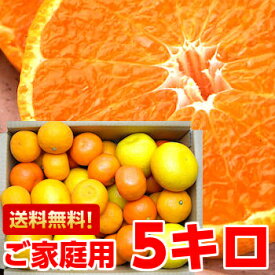 楽天市場 みかん 産地 都道府県 静岡 フルーツ 果物 食品 の通販
