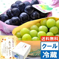 敬老の日 ギフト フルーツナガノパープル＆シャインマスカット 秀品1.1キロ楽天グルメ大賞ブドウ部門通算…