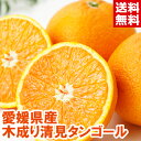 愛媛県産 木成り清見タンゴール高級柑橘の生みの親になる優良品種！北海道、沖縄、一部離島は別途1,000円