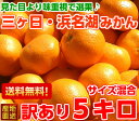 見た目は良くありませんが味は抜群です♪訳あり三ヶ日・浜名湖みかん5Kg【北海道・沖縄・一部離島は別途800円】