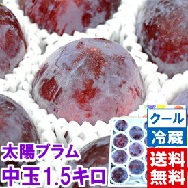 山梨県産 太陽プラムご家庭用 大・中玉サイズ 約1.5kg（化粧箱入り）お中元 ギフト プレゼント プラム 太陽北海道、沖縄、一部離島は別途1,000円