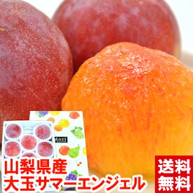 今シーズン最後の売り尽くし！山梨県産 サマーエンジェル 秀品 大玉1.5kg酸味の少ない山梨県オリジナル品種お中元 送料無料 夏 ギフト プラム フルーツ北海道、沖縄、一部離島は別途1,000円