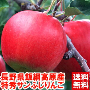 V[Y͓V̊֌WŒʁEʃTCYłI쌧эjY 芮nTӂ GVLbƂʓŖZMB񂲁͂IʂȂGiIIΕ 