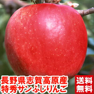 V[Y͓V̊֌WŒʁEʃTCYłI쌧uꍂY 芮nTӂ GVLbƂʓŖZMB񂲁͂IʂȂGiIIΕ 