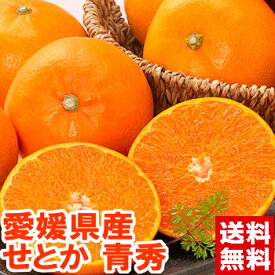 愛媛県産せとか 青秀柑橘界最高レベルの美味しさ！まさに至高の柑橘！みかんの大トロ♪北海道、沖縄・一部離島は発送不可