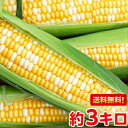 先行予約販売！朝どりならではの美味しさ!!これはもうフルーツの域に入る味わいです♪朝どり甘々娘（かんかんむすめ）3kg北海道、沖縄・一部離島は発送不可