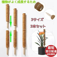 【短納期】【3本セット】ココスティック モンステラ 支柱 おしゃれ 植物 支柱 ポトス 支柱 高さ調整可能 …