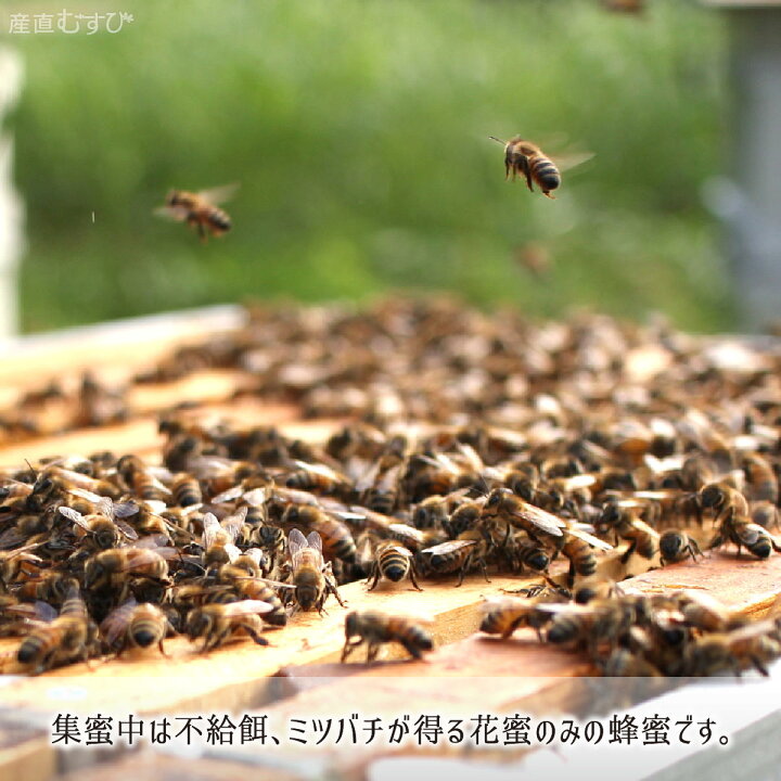 楽天市場】アカシア蜂蜜(糖度80以上、純度70以上) 無添加 非加熱 全原材料国産 天然 純粋蜂蜜 山形県真室川町産 2022年採蜜 1.2kg  送料無料 : 産直 むすび