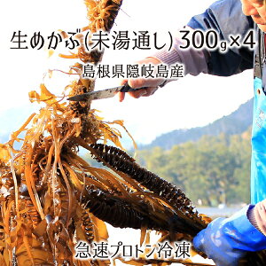 生めかぶ(未湯通し) 約1.2kg(約300g×4パック) 島根県隠岐の島産 メカブ 急速プロトン冷凍 送料無料