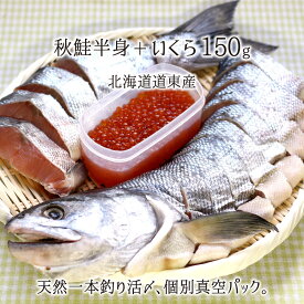 一本釣り活〆 天然秋鮭 半身 切り身 約1.1kg 1.3kg 1.6kg いくら 150g 北海道産 熟成白鮭 個別真空パック 送料無料