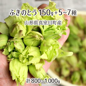 楽天市場 山菜 ふきのとうの通販 楽天市場 山菜 ふきのとうの通販