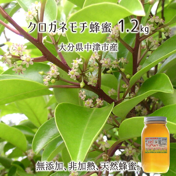 楽天市場 クロガネモチ蜂蜜 糖度80度以上 無添加 非加熱 全原材料国産 天然 純粋蜂蜜 大分県耶馬渓産 22年採蜜 くろがねもち蜜10g 他花蜜100g 試供品 送料無料 産直 むすび