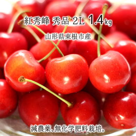 紅秀峰 秀品 2L 1.4kg 特別栽培 さくらんぼ 山形県東根市産 減農薬 無化学肥料 6月下旬～7月上旬 朝採り当日発送 送料無料