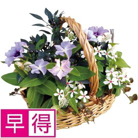【夏ギフト早得】花の海夏の寄せ植え「サマーバスケット」（SUSTEE付）