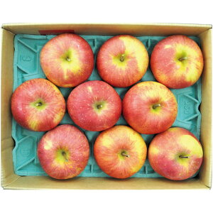 y~̑́zXYtƂ炸Tӂ񂲁i8`11Av2D8kgj